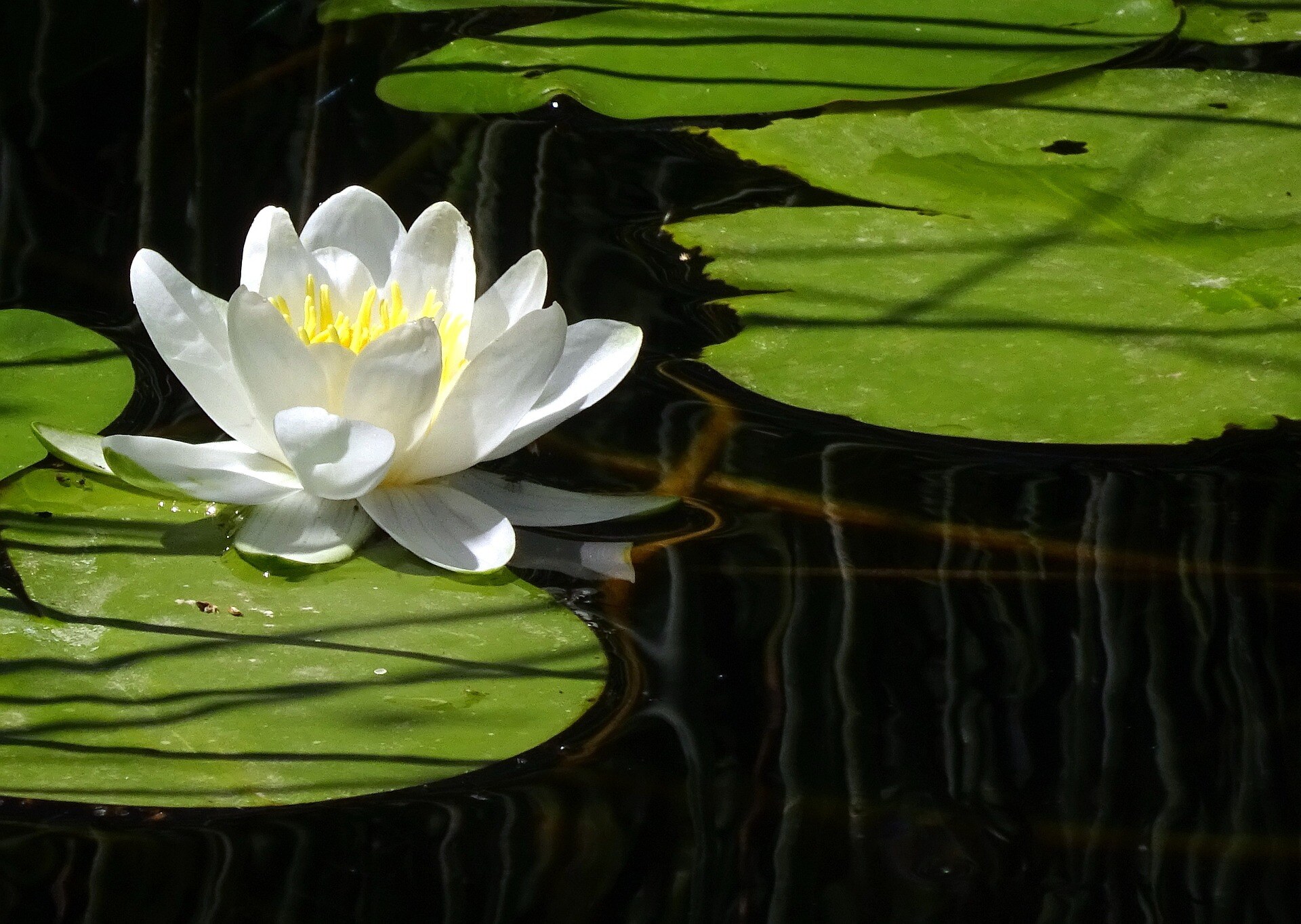 water-lily-5136593_1920 water-lily-5136593_1920